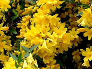 ���J��R�����͕ʖ��W���X�~���̌����Ƃ����܂�