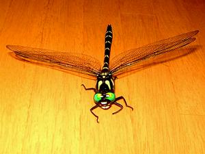 �I�j�����}�B���ʂ��猩��Ɩڂ����킢�ł���