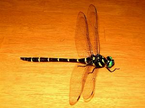 �����ɓ����Ă����I�j�����}�ł�