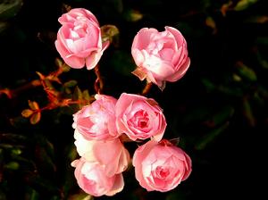 �ӏH�A�k�R�Ή������ɍ炭�o��