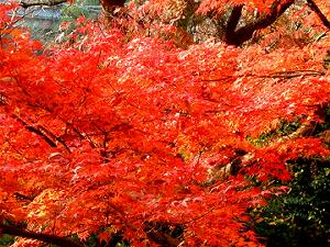 �^���ԂɐF�Â����݂�