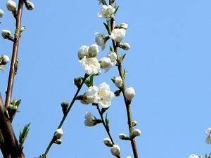 ��ɍ炢�����̉�