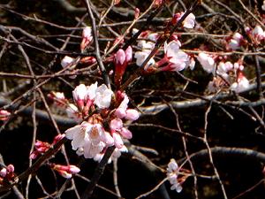 ���炫�̍�