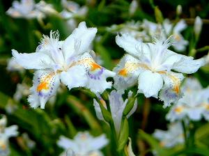 ���̈�킾�Ǝv���̂ł����c