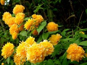 �R���̉ԁi���̂ЂƂ��Ɂc�Ɖ̂�ꂽ�Ԃł��ˁj