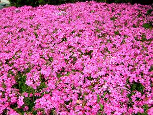 �ō��̂��イ����