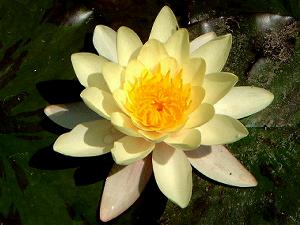 �|���b�ƊJ�����n�X�̉�