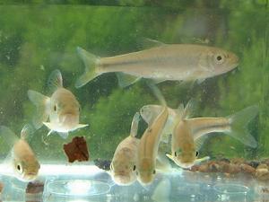 �J�����c�B�̒��V�Z���`�قǂ̋��ł�