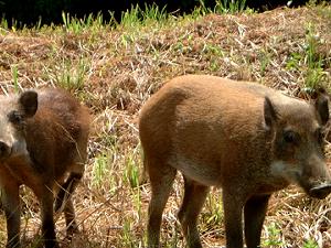 ���̂����͎R���ł͒���������܂���