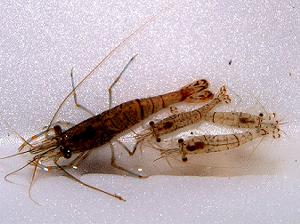 �z�^���̐�ɂ��ސ삦��