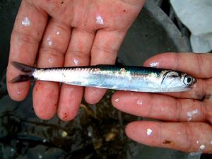 �C���V�̌Q��̏�ɂ̓J����������̂ł���������܂�