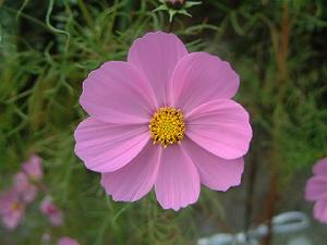 �W���F�ʂ̃R�X���X�̉�