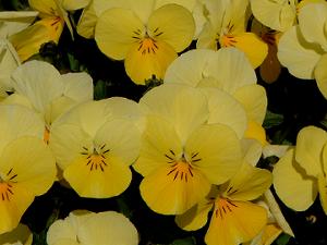 �炫����鉩�F�̃r�I��