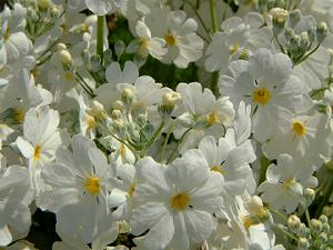 �т�����Ə����Ȕ����Ԃ����Ă��܂�