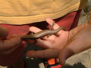 �ہX�������J�i�w�r�ł���