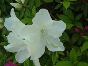 ���̉ԂƐ��̐Ԃ�V