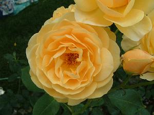 ��ւ̃o���̉�