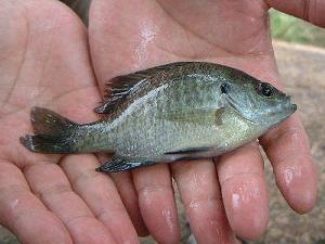 �k�R�r�ɏZ�ރu���[�M���i�^�i�S����Ȃ������ł��j