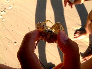 �o�h�b�T�C�p���@����