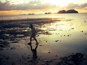 ����{���̃r�[�`�̗̂[���